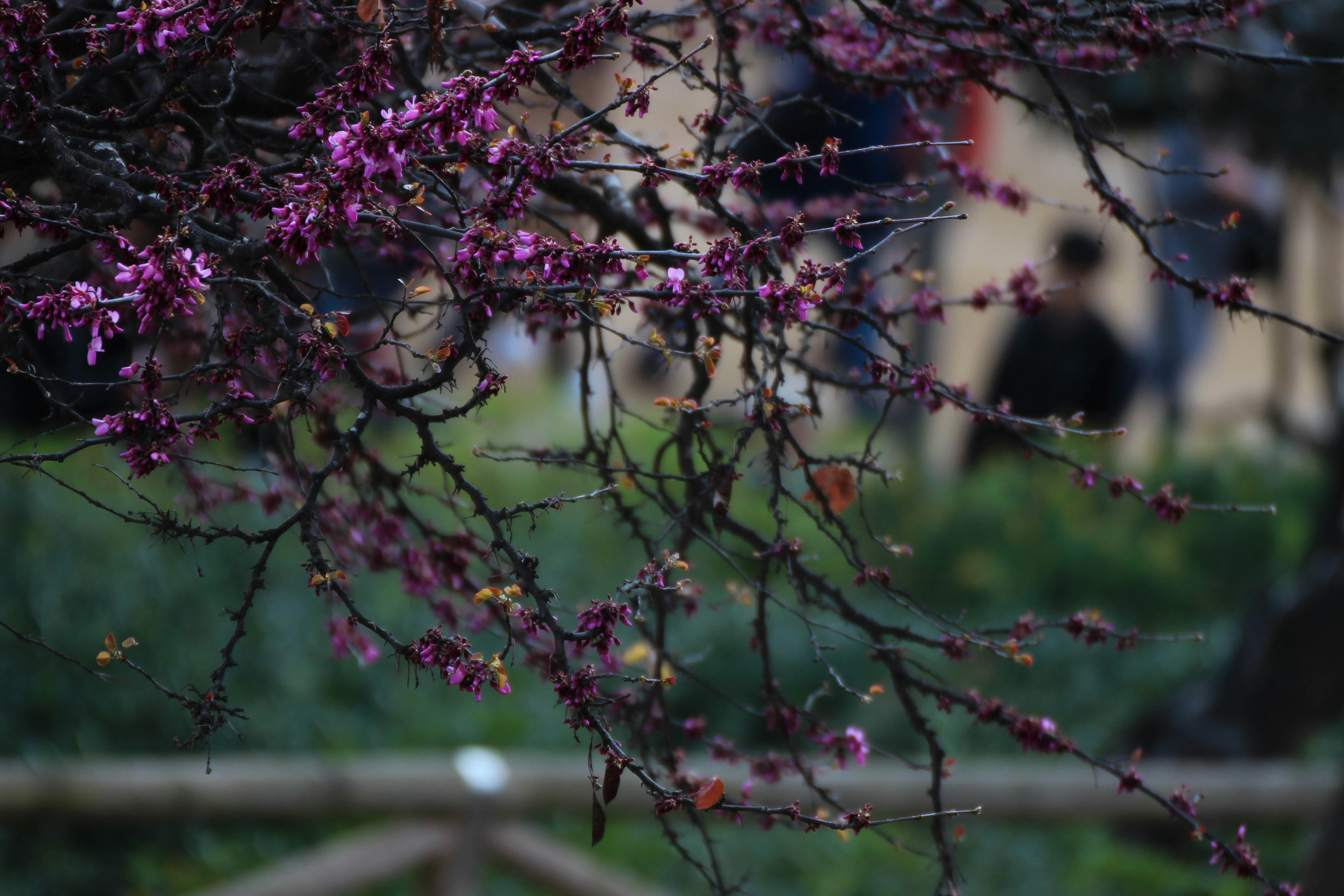 Photo by saravrs