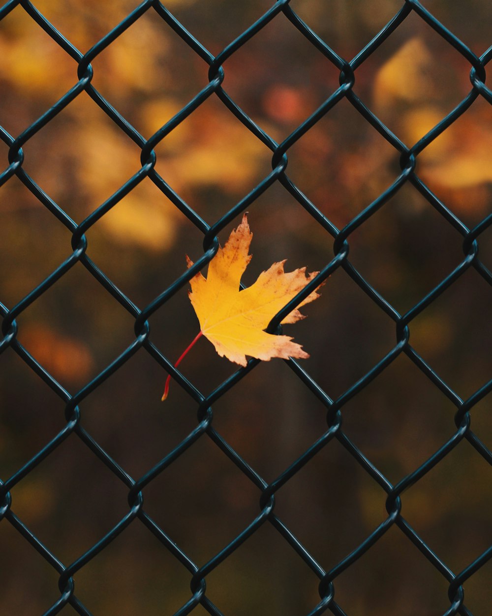 a single leaf on a chain link fence