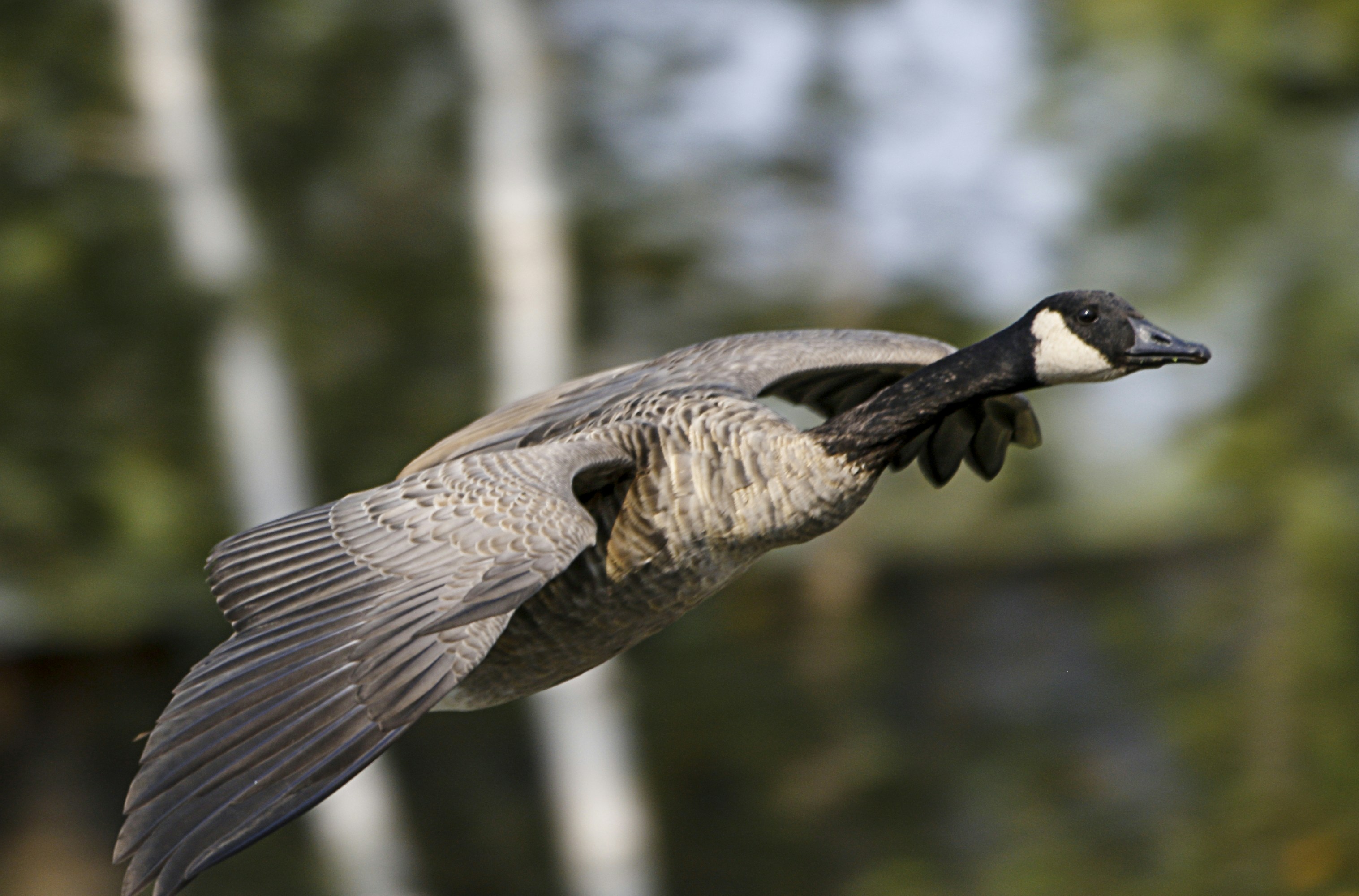 Canada Goose gliding through a forest and following a stream