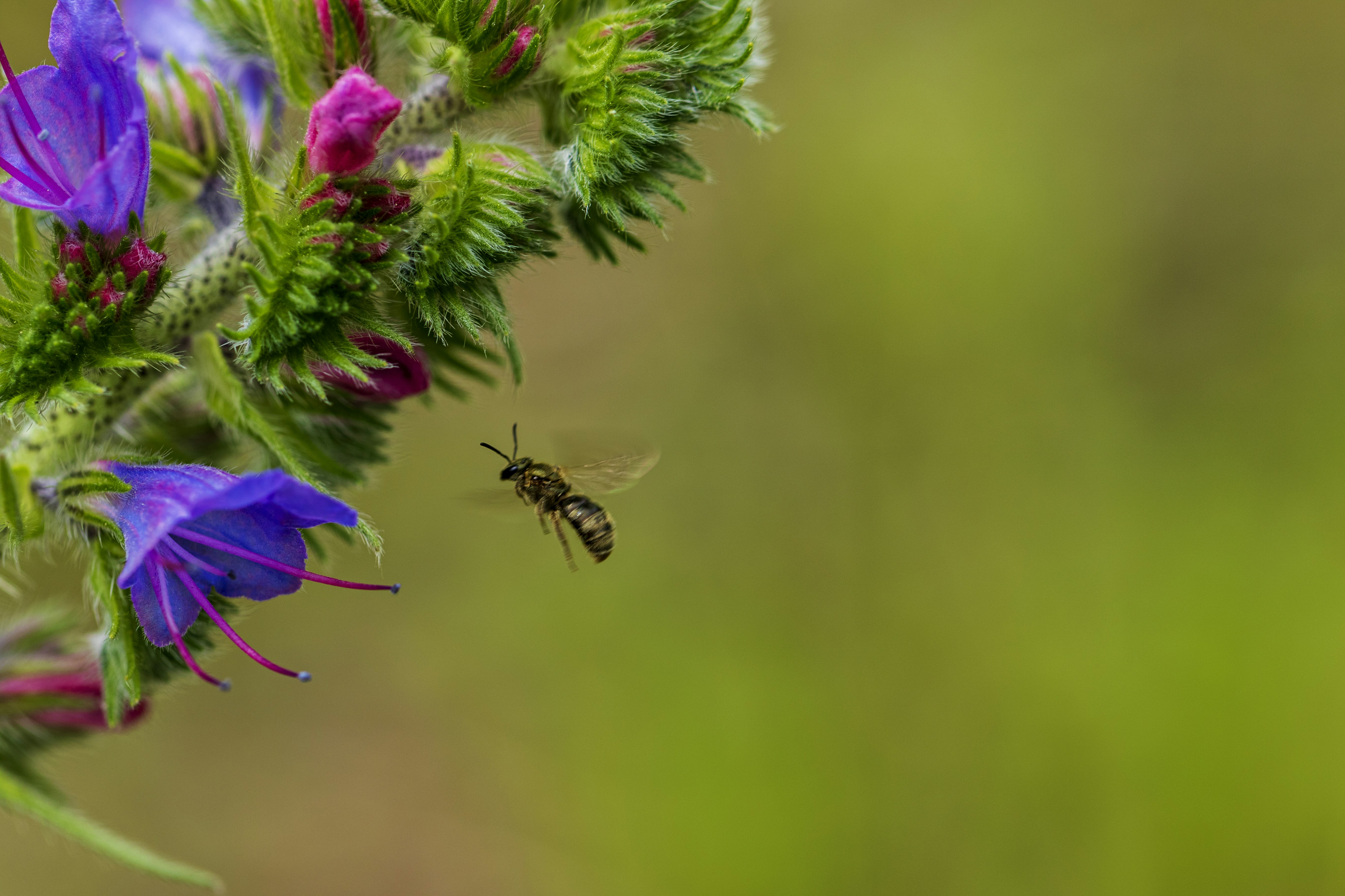 Un'ape che vola via da un fiore viola