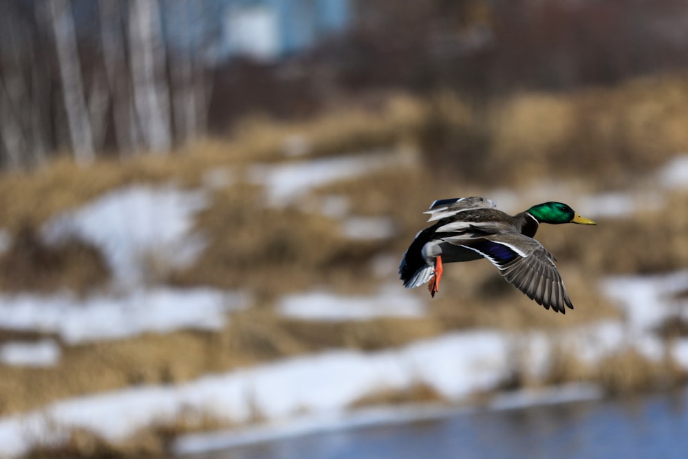 a duck flying over a body of water