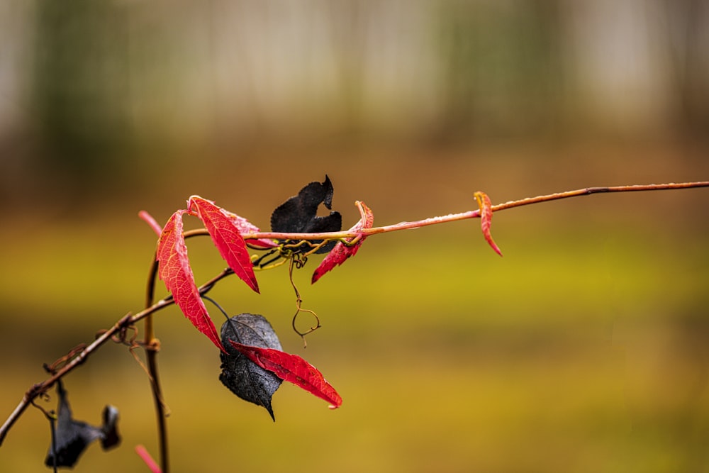 a branch with red and black leaves on it