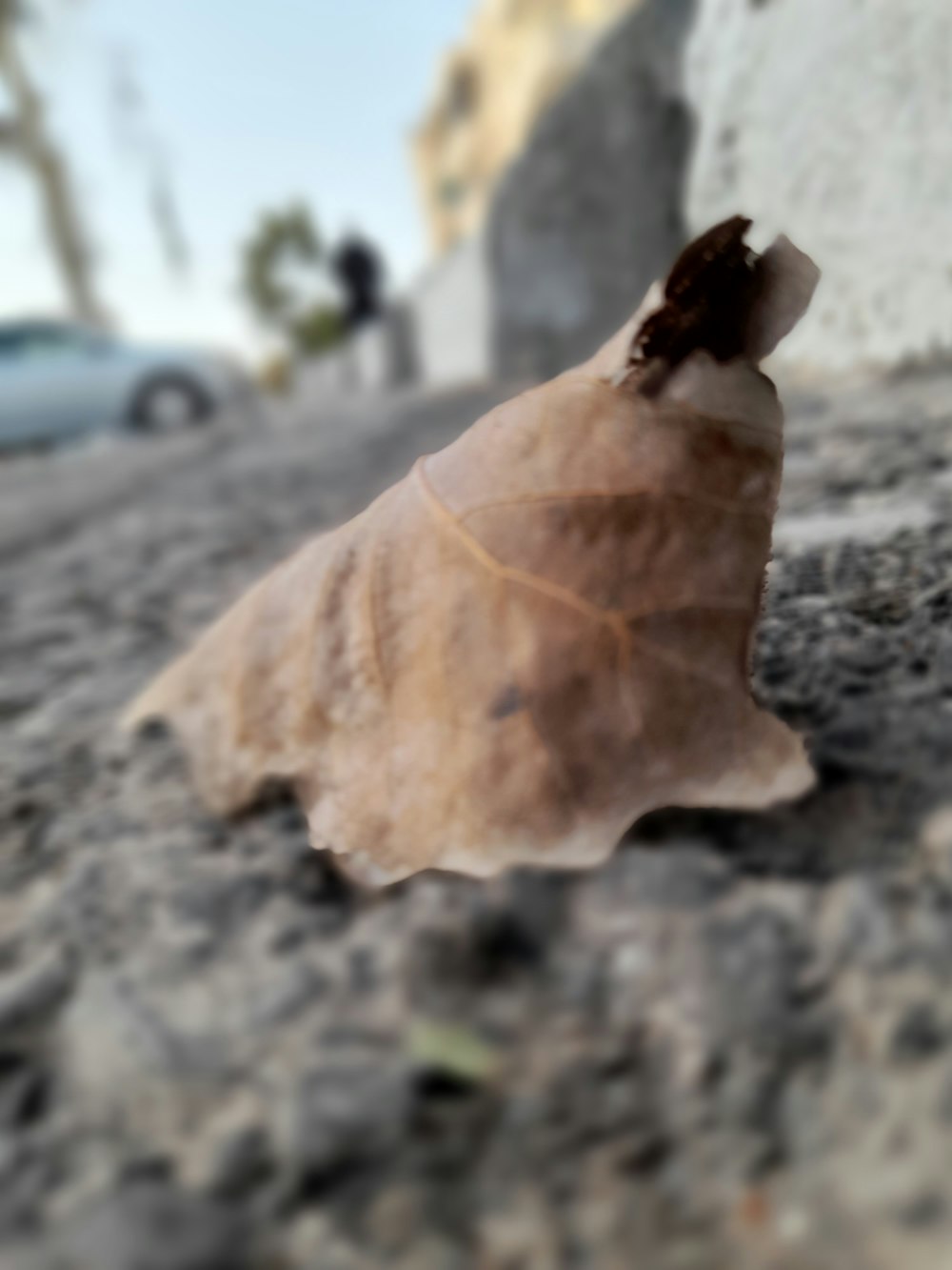 a leaf that is laying on the ground