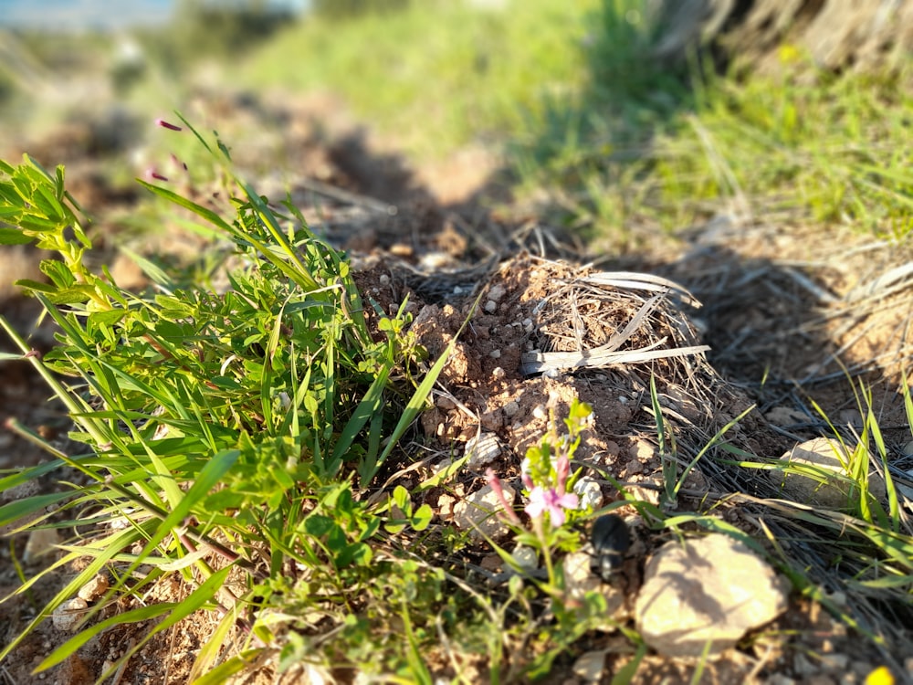 a close up of a grass and dirt area