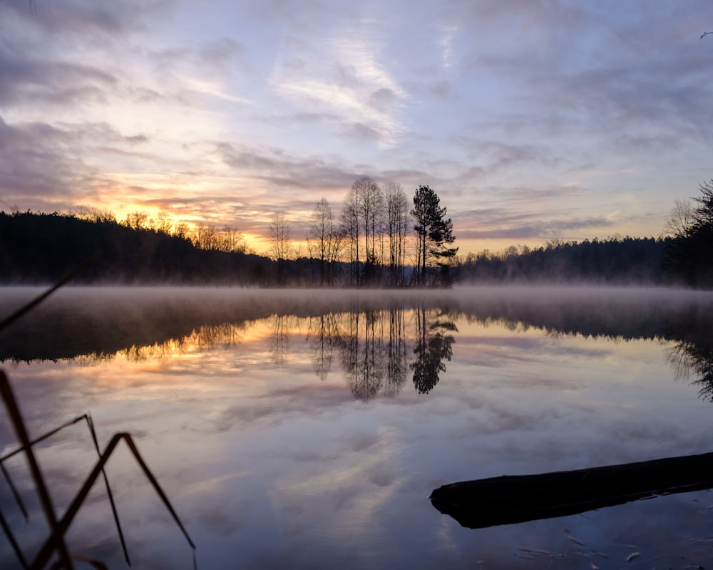 a body of water surrounded by a forest