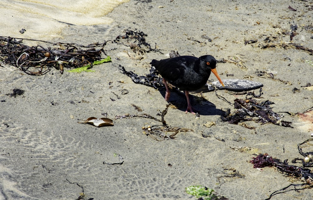 Un uccello nero con un verme in bocca sulla spiaggia