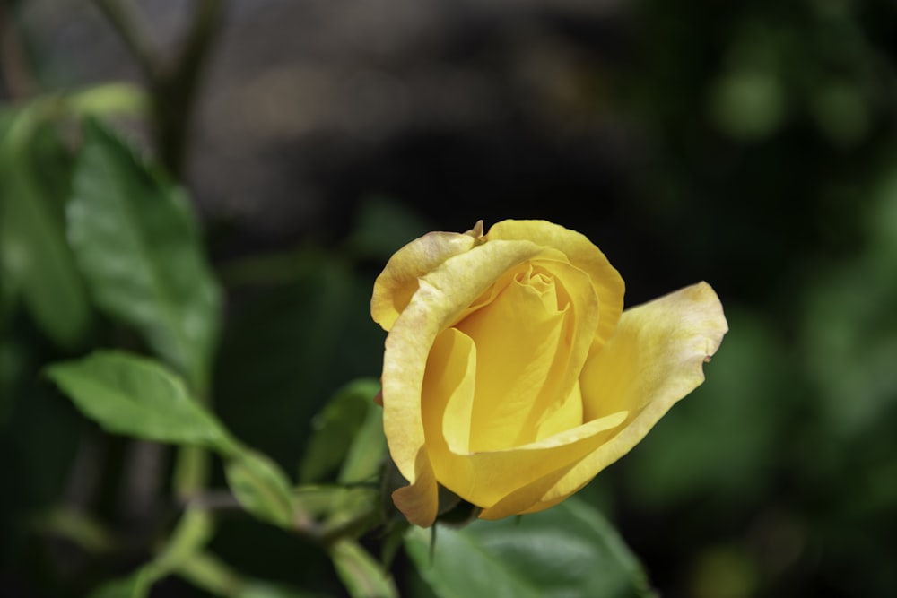 a yellow rose with green leaves in the background