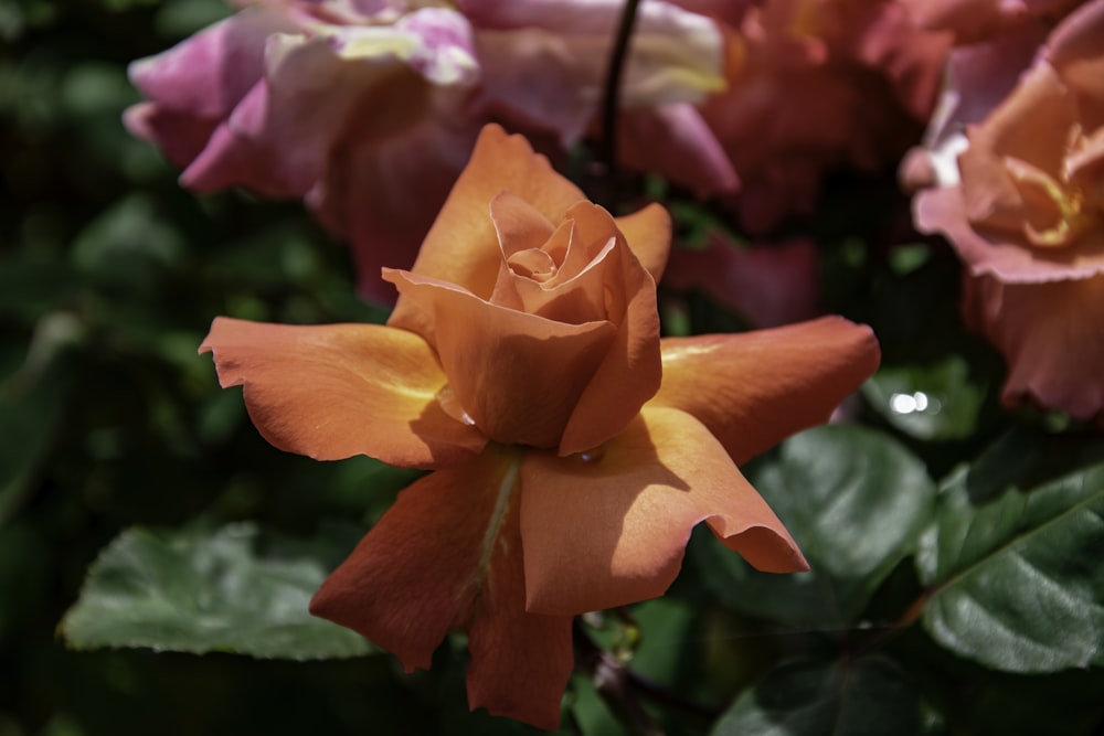 a close up of a flower with many flowers in the background