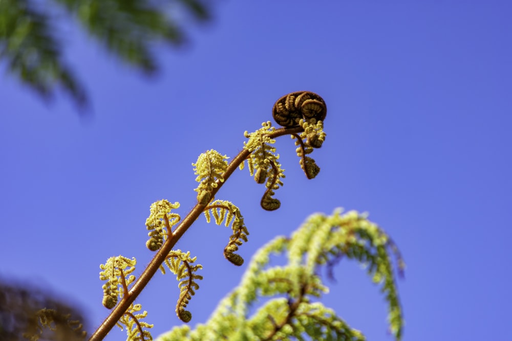 a close up of a plant with a sky background