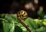 a close up of a plant with a long stem