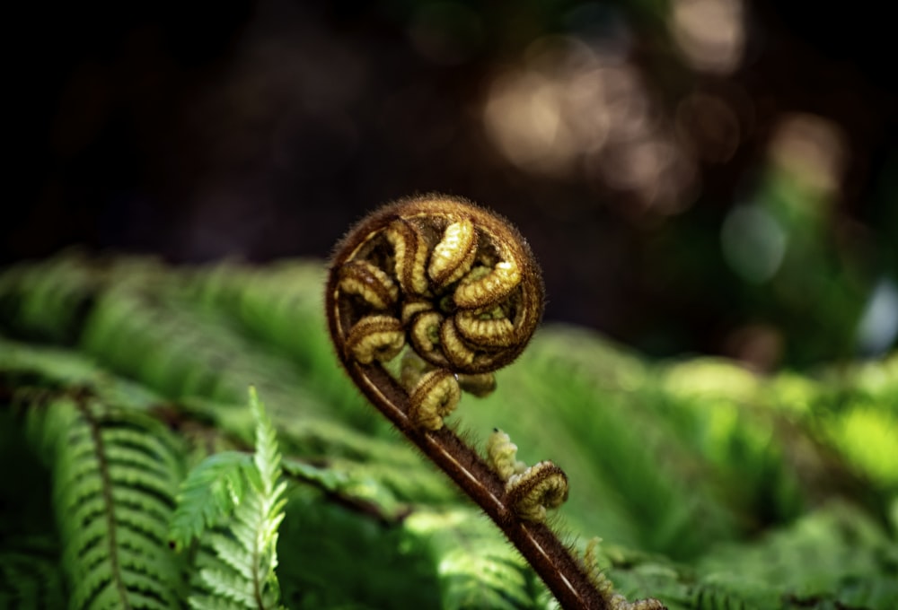 a close up of a plant with a long stem