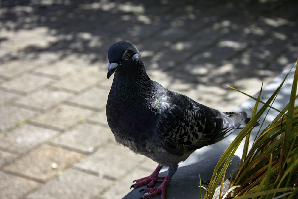 a pigeon standing on a ledge next to a plant