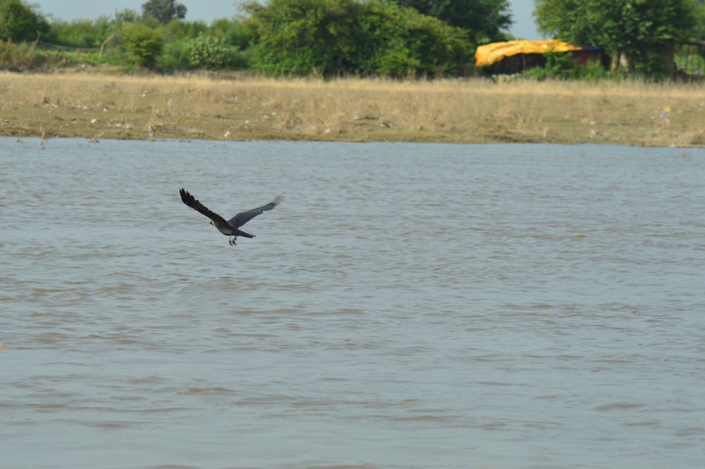 a bird flying over a body of water