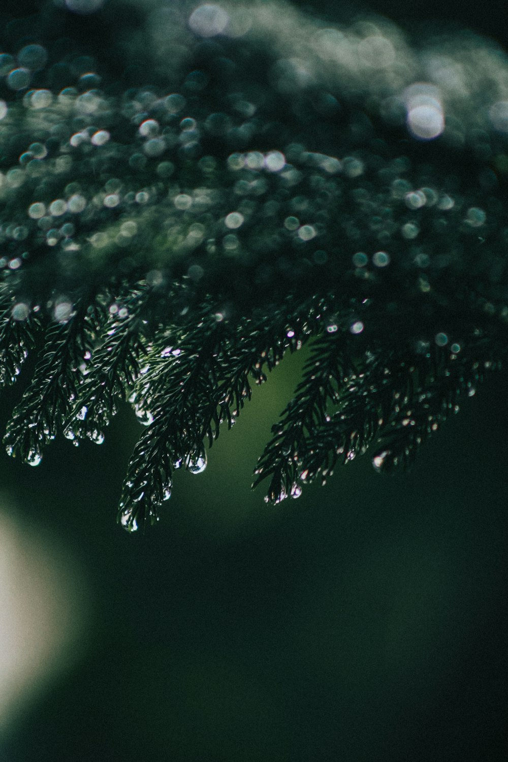 a close up of a pine tree with drops of water on it