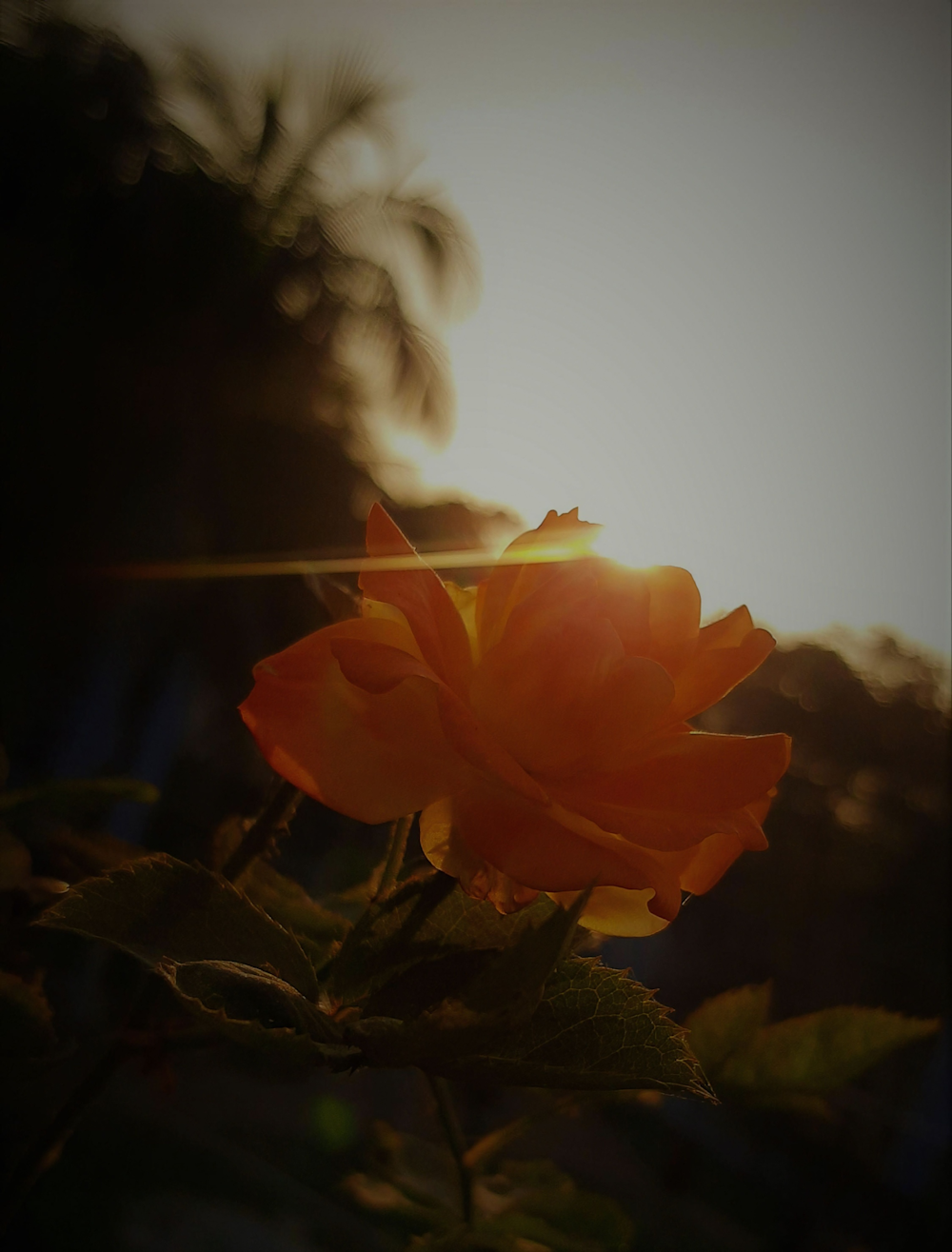 a close up of a flower with the sun in the background