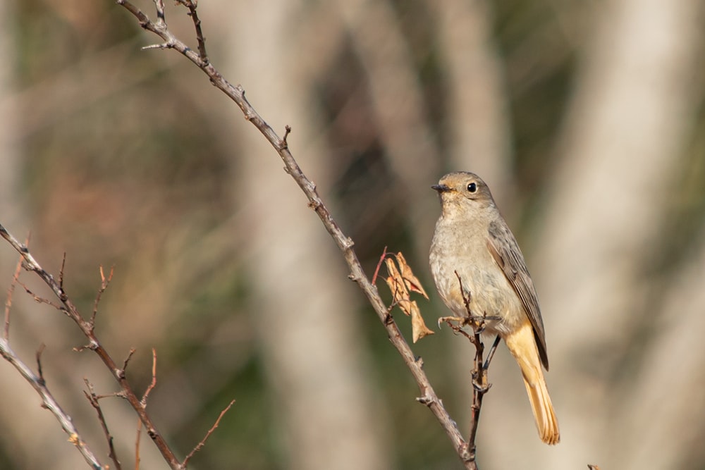 a small bird perched on top of a tree branch