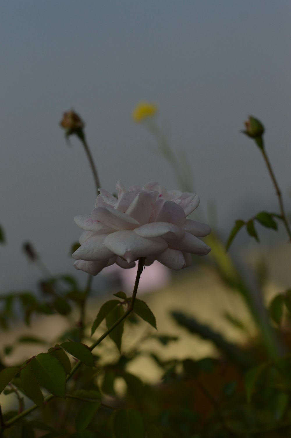 a white rose is in the middle of a bush