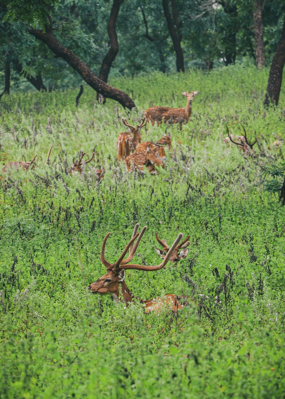 a herd of deer standing on top of a lush green field