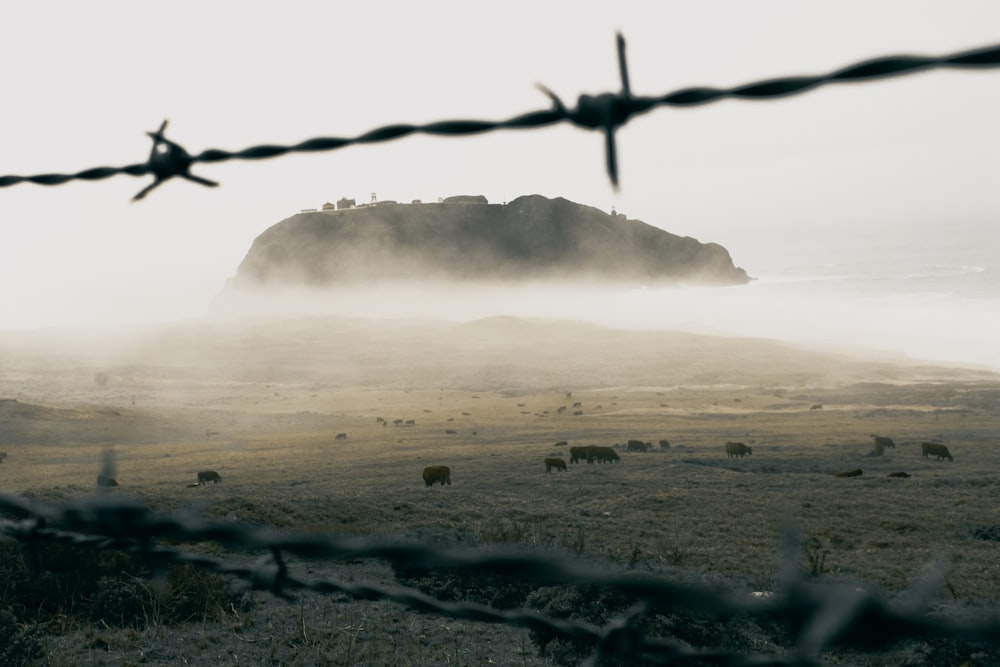 a herd of cattle grazing in a field behind a barbed wire fence