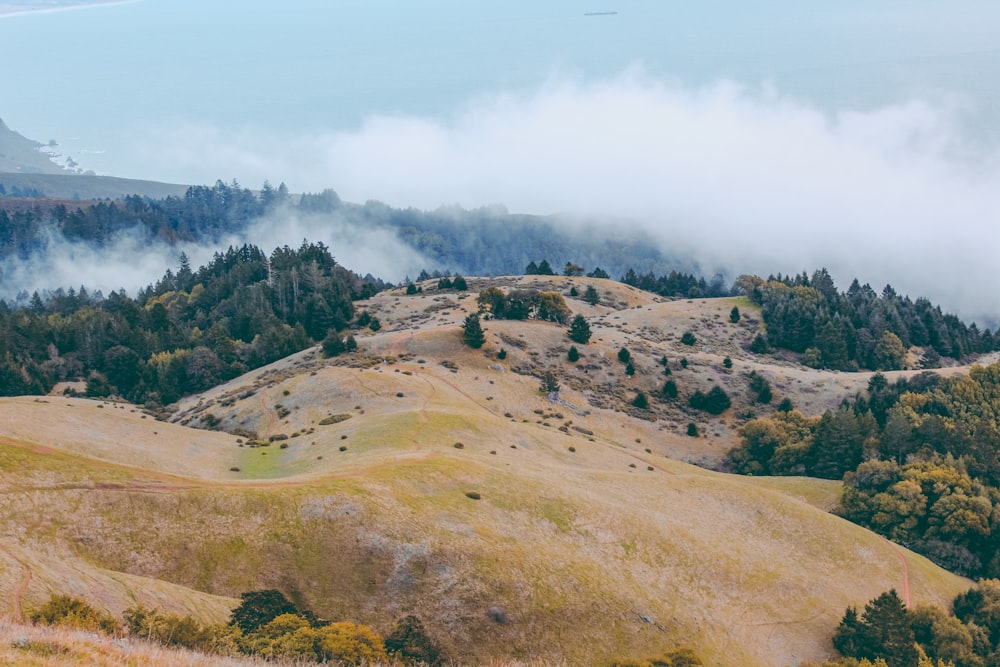 a view of a grassy hill with trees on it