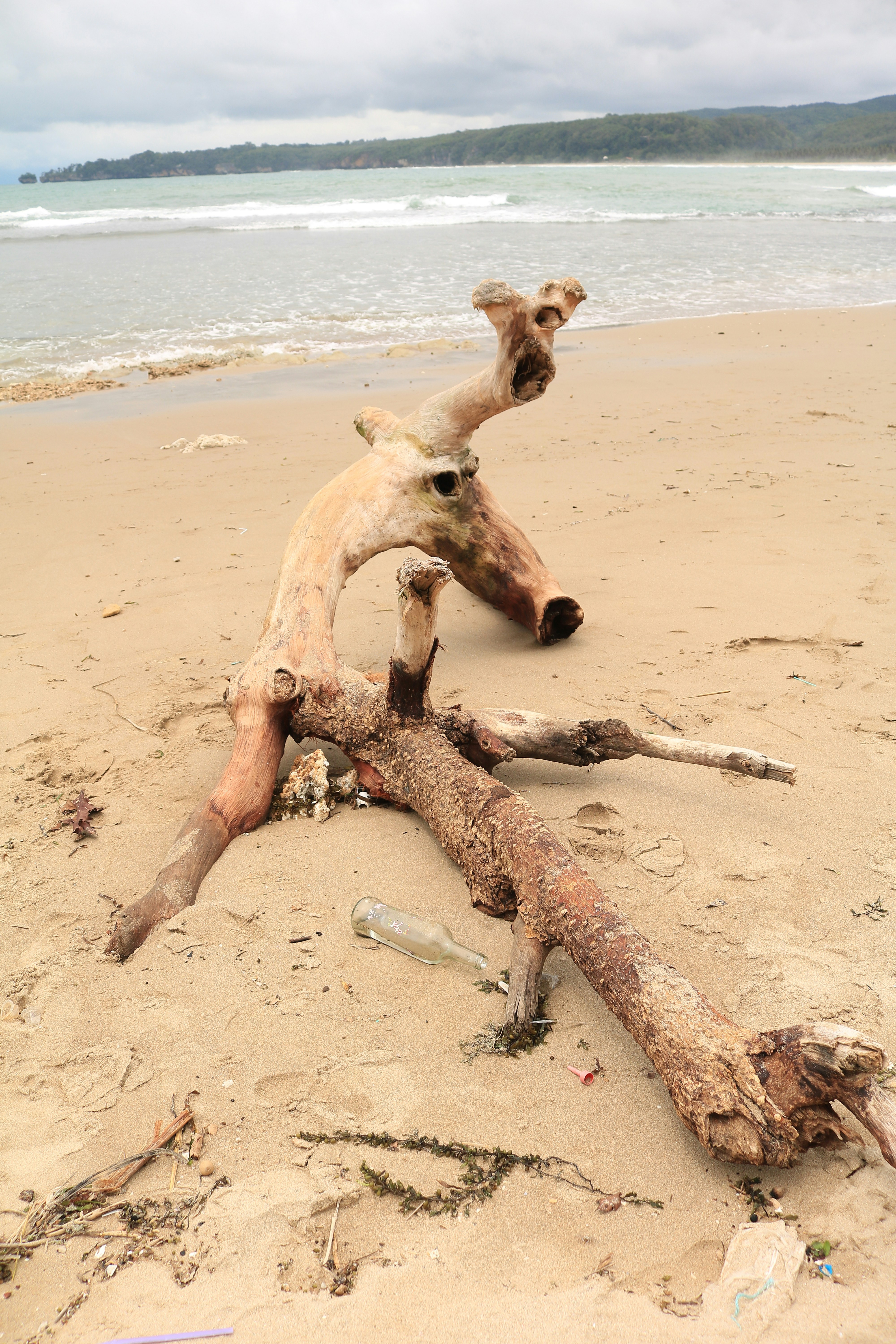 two driftwood pieces on a beach with the ocean in the background