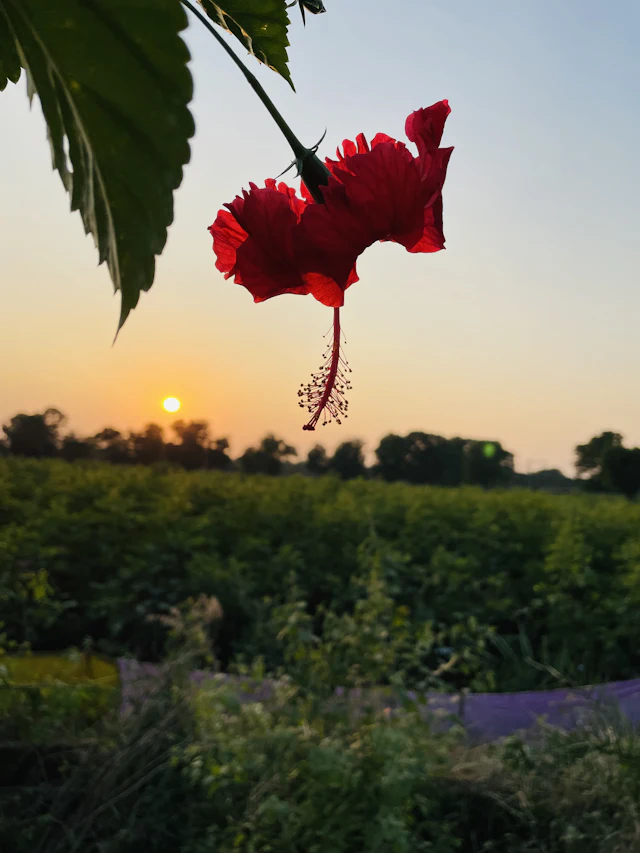 Chhota Udaipur, Gujarat – local businesses and services