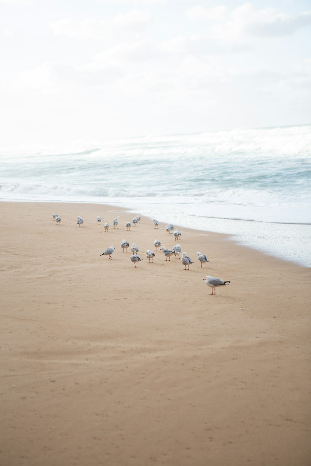 a flock of birds standing on top of a sandy beach