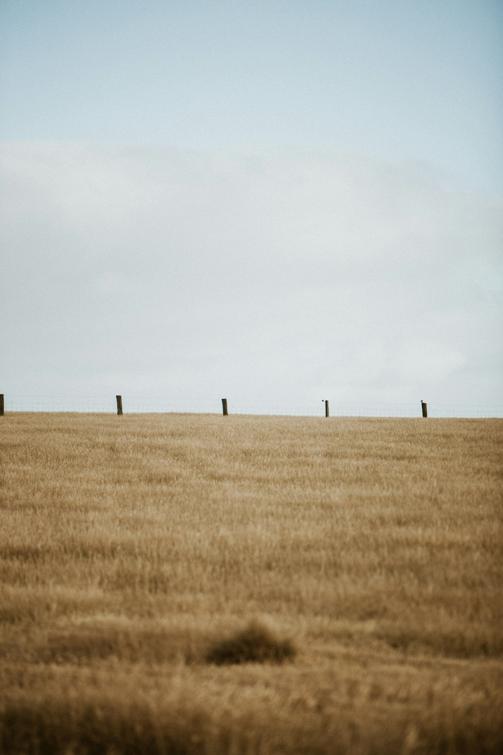 a field with three posts in the middle of it