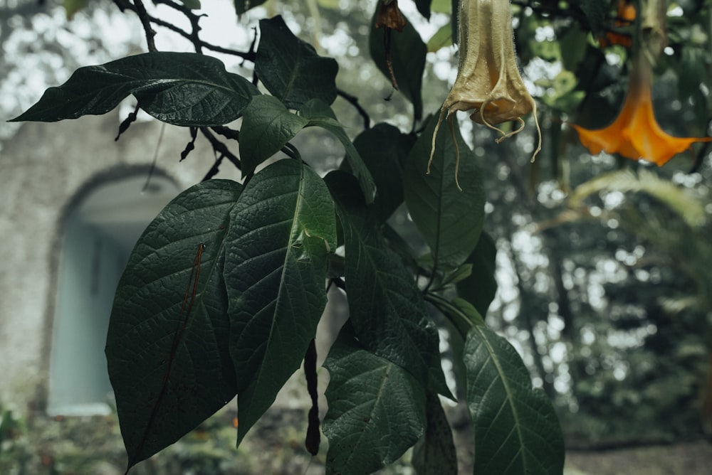 a close up of a flower on a tree