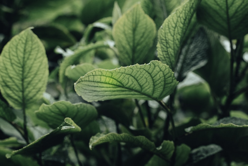 a close up of a green leafy plant