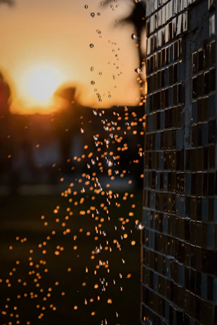 Sunset over a ferti-irrigation system in operation, with water droplets glistening on leaves.