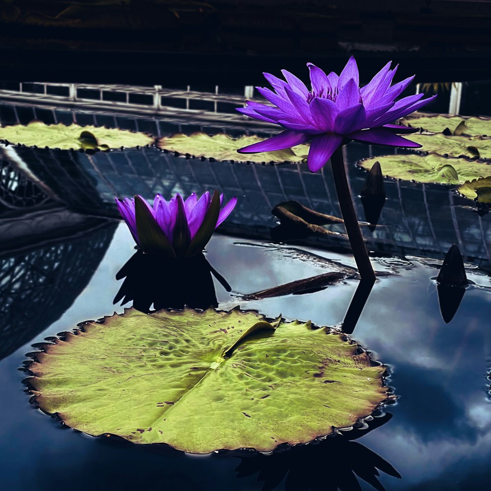 two purple water lilies floating on top of a pond