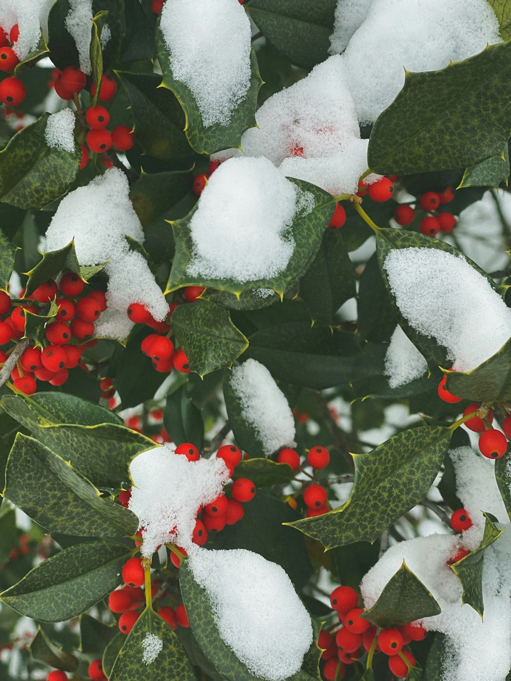 a bush with red berries and green leaves covered in snow