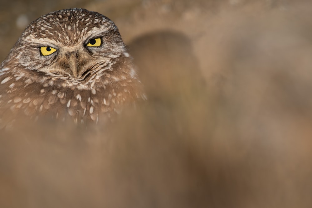 a close up of an owl with yellow eyes