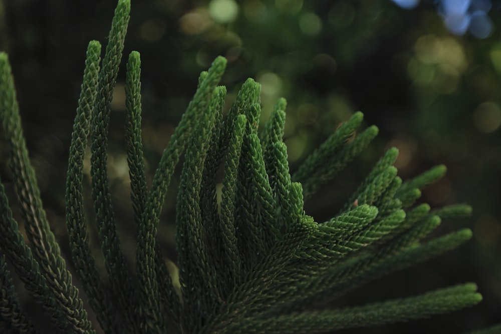 a close up of a pine tree branch