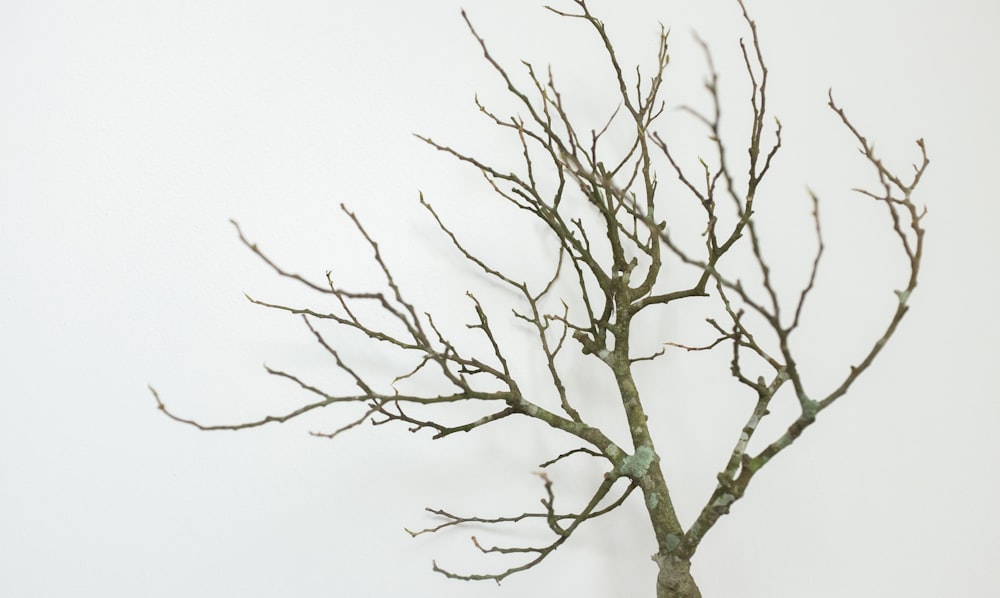 a bare tree with no leaves on it