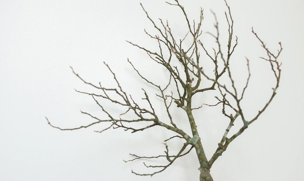 un árbol desnudo sin hojas