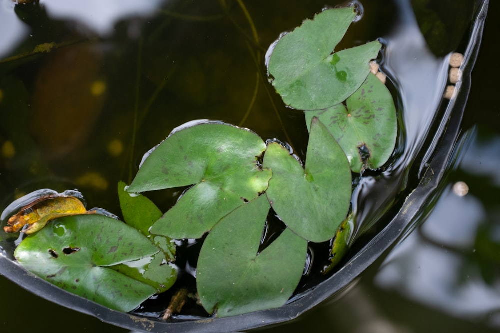 a close up of a plant with leaves in water