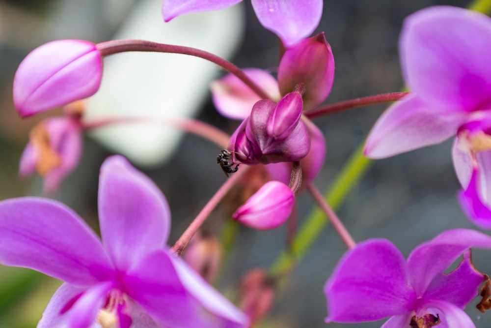 a close up of a bunch of purple flowers