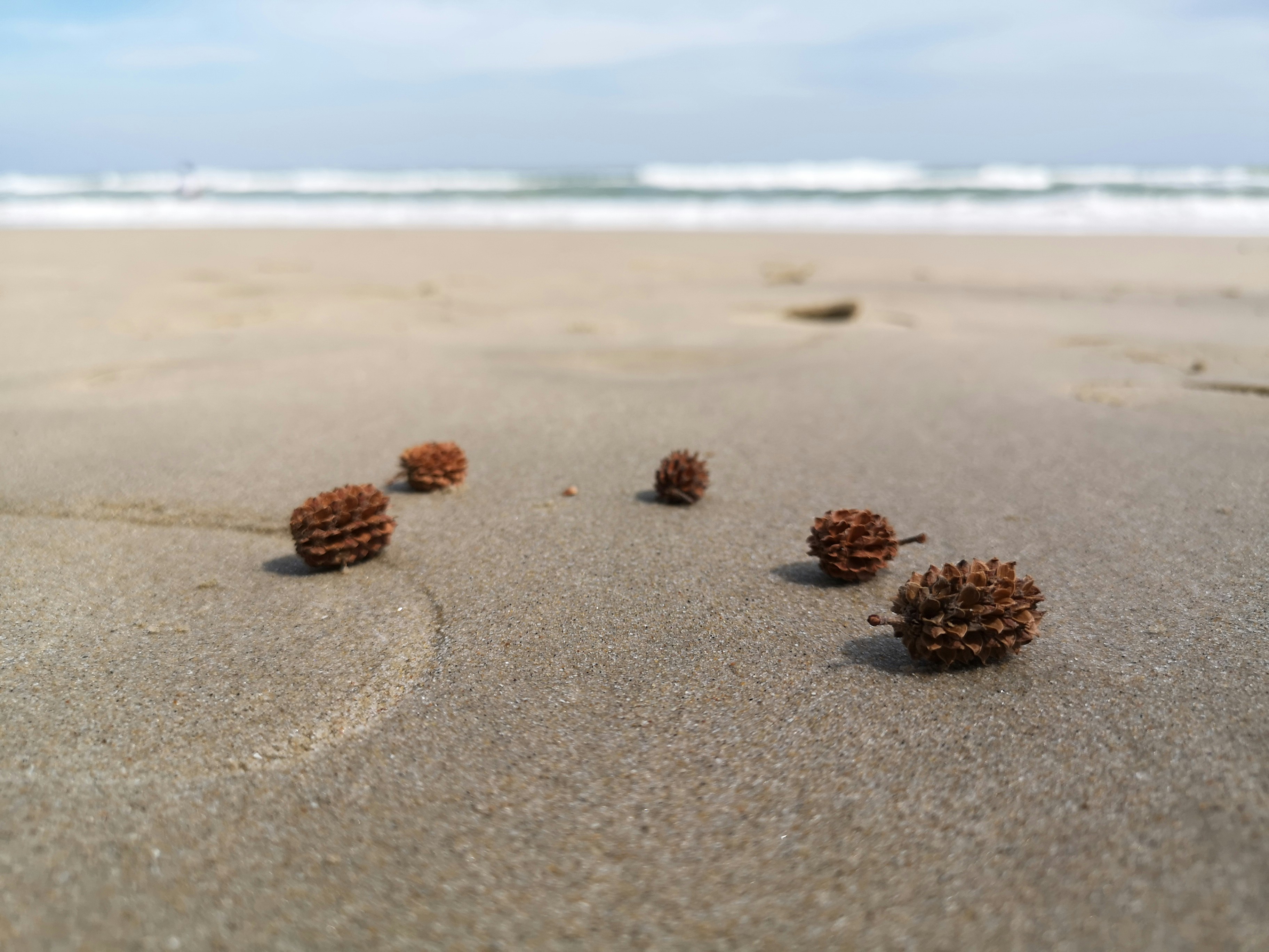a group of pine cones sitting on top of a sandy beach