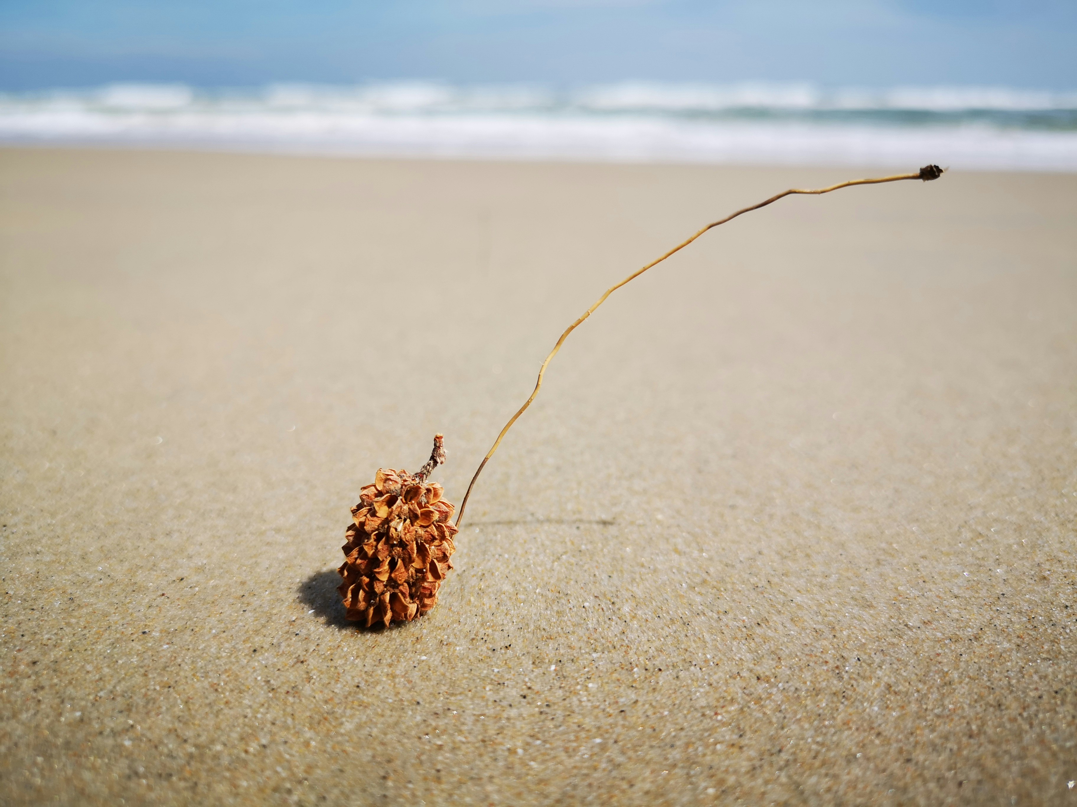 a small pine cone on the sand of a beach