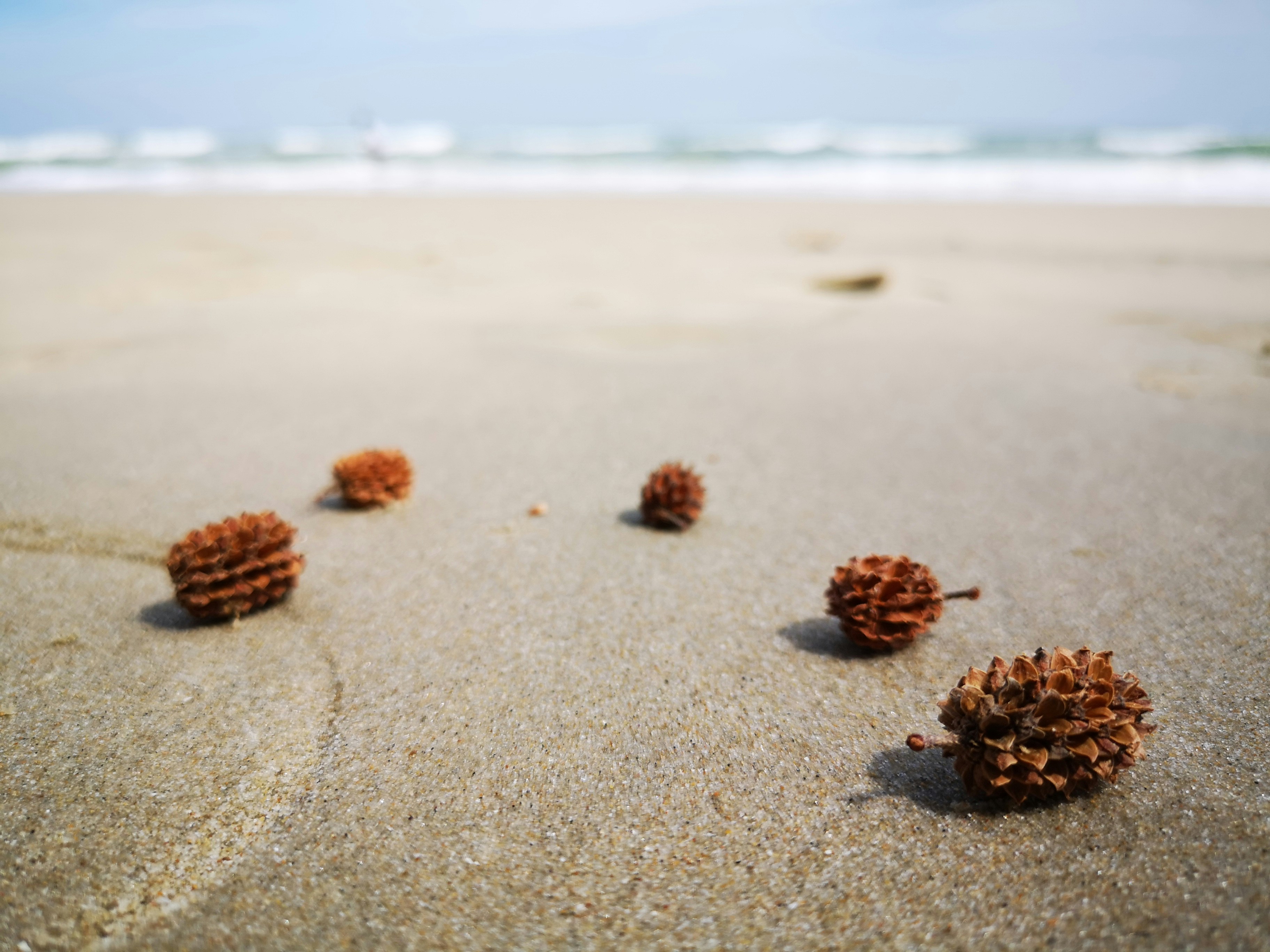 a group of pine cones sitting on top of a sandy beach