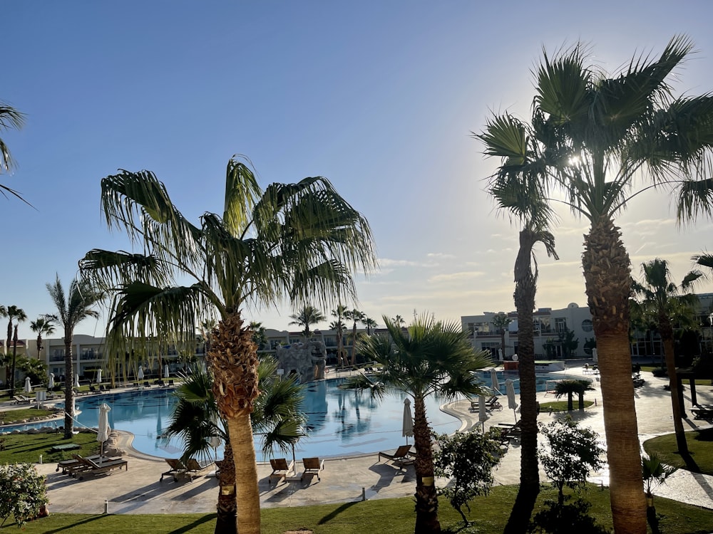 a large swimming pool surrounded by palm trees