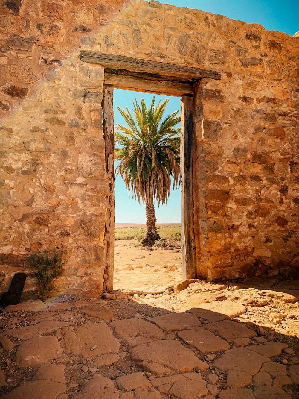 Un palmier est vu à travers une porte ouverte