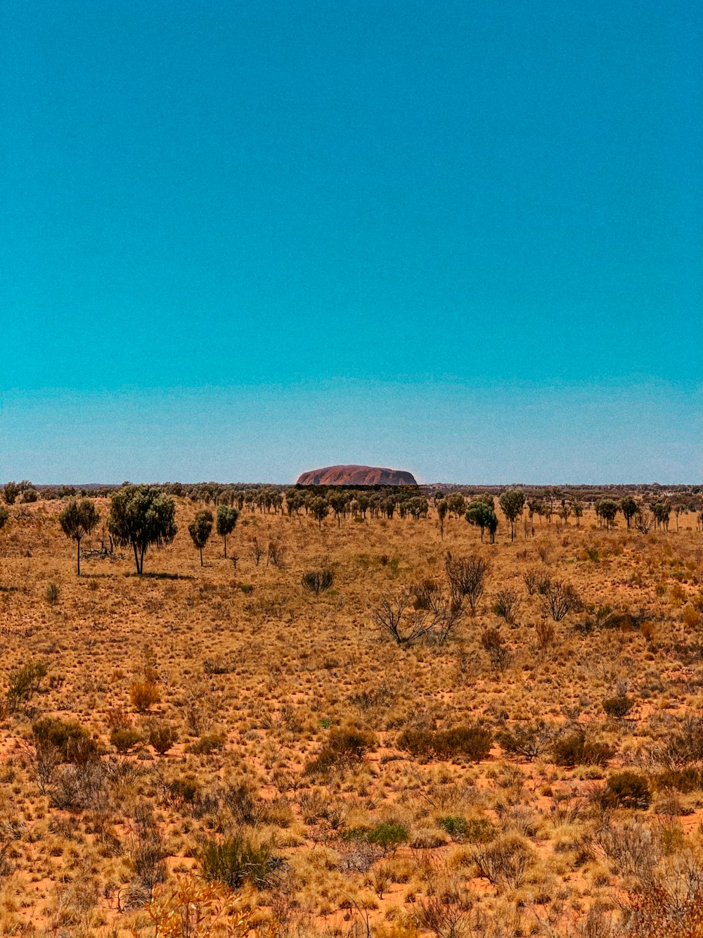 a herd of animals grazing on a dry grass field