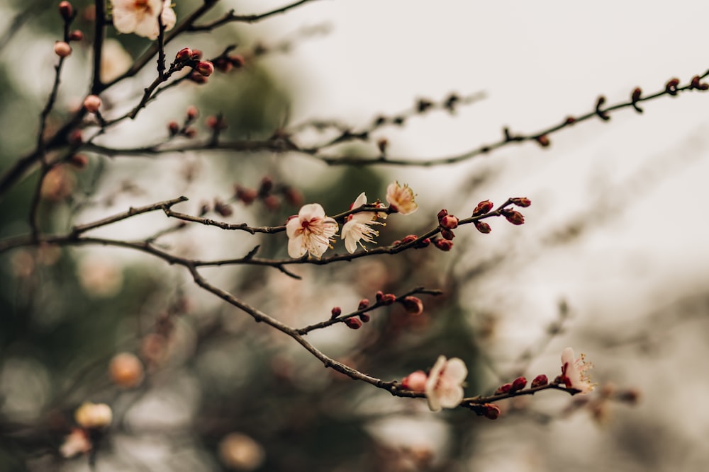 a close up of a branch with flowers on it