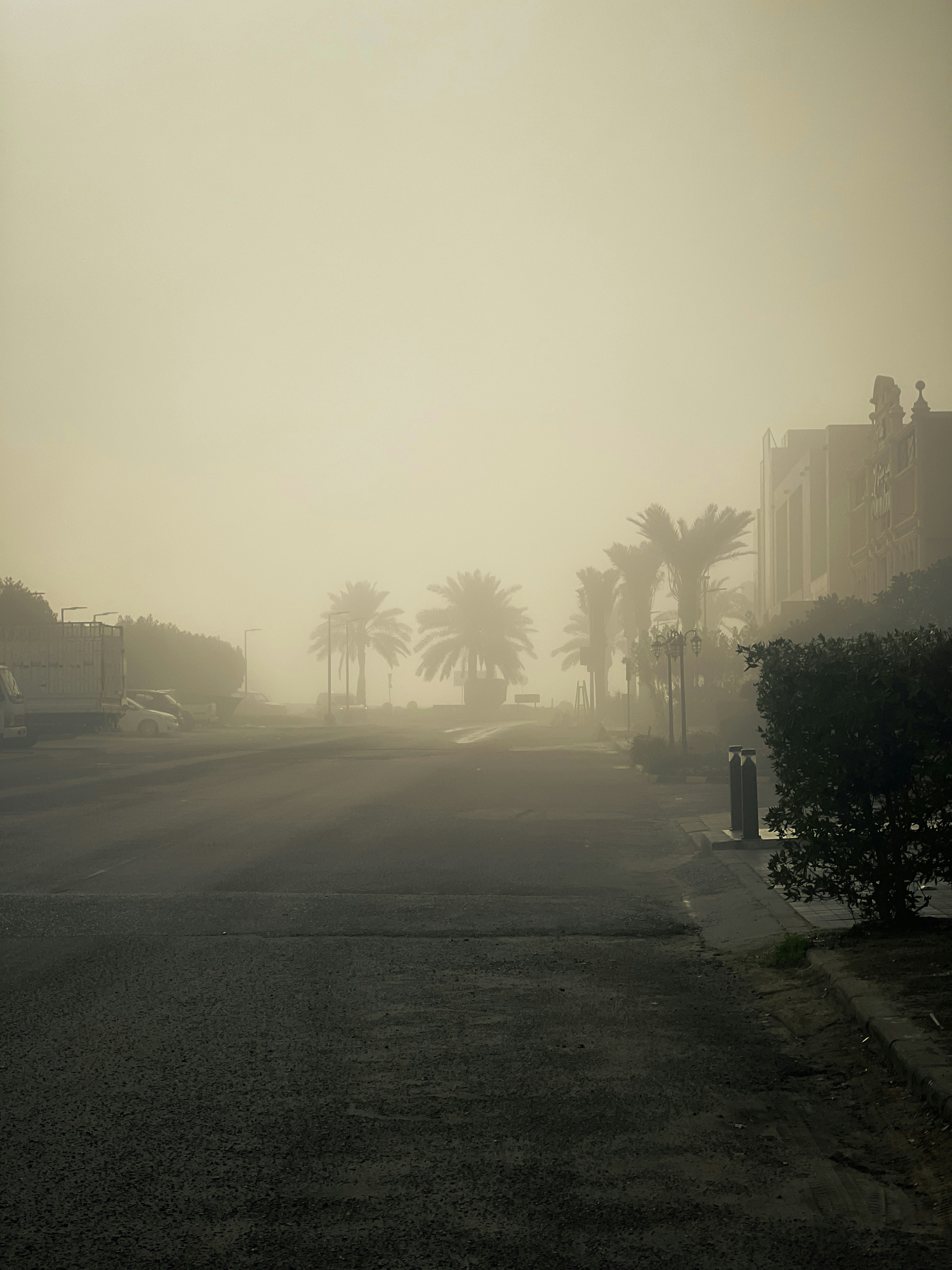 Une rue brumeuse avec des palmiers au loin