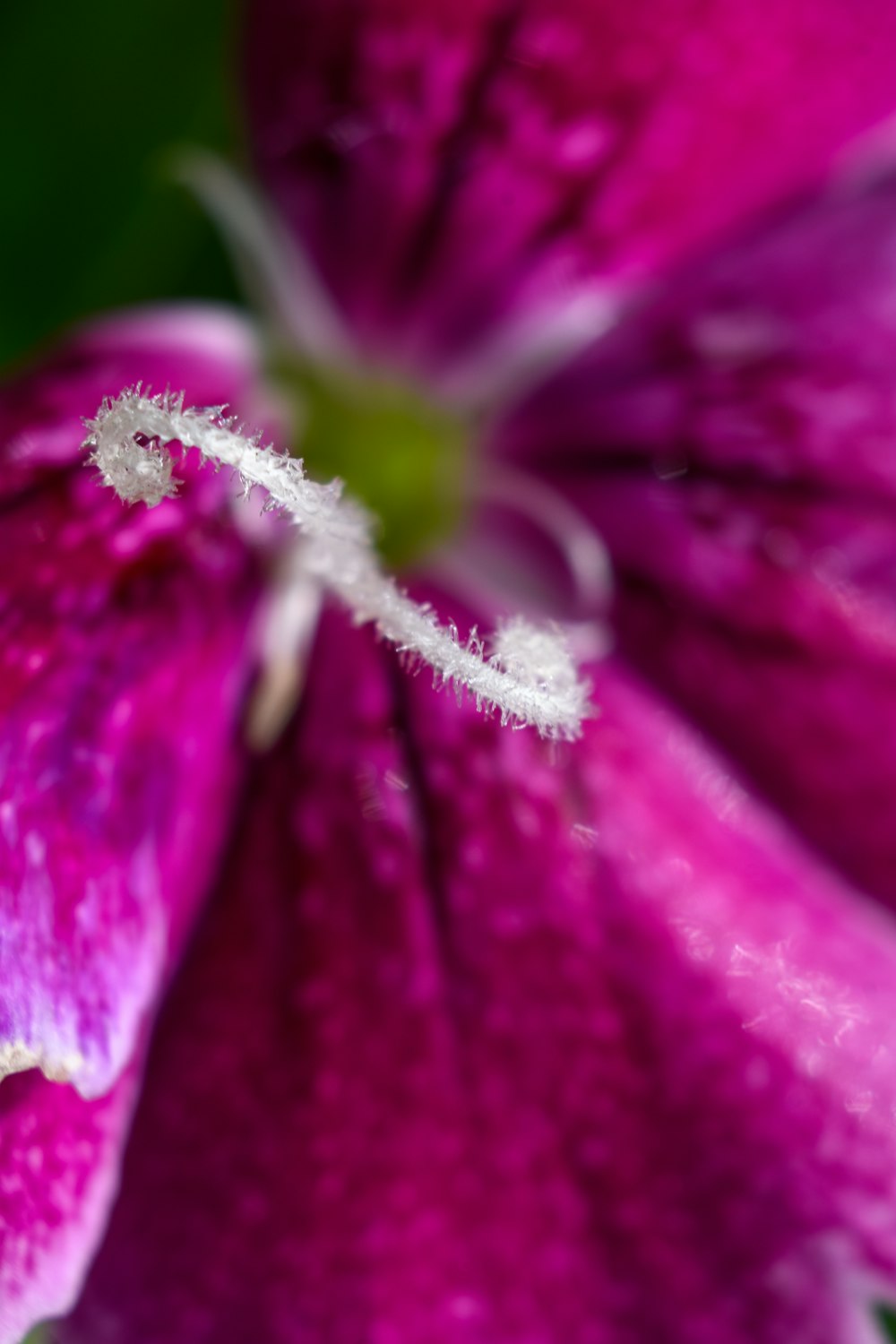 a close up of a pink flower with drops of water on it