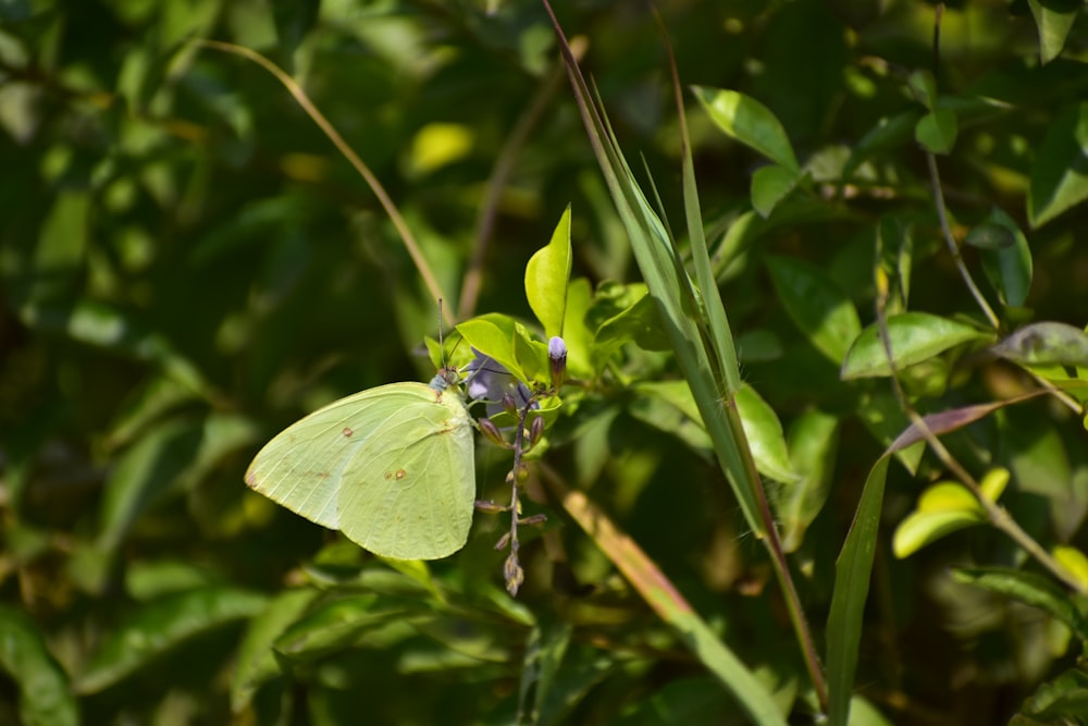 a yellow butterfly sitting on top of a green plant