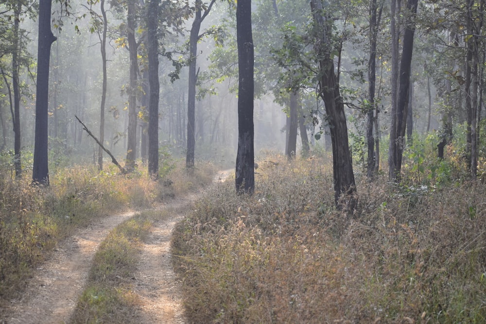 a path in the woods with trees and grass